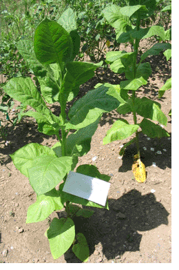 Turkish Samsun Tobacco Plant